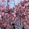春と桜と日本酒と