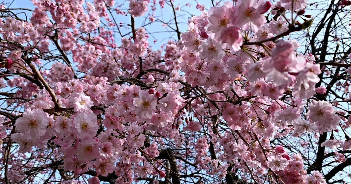 春と桜と日本酒と